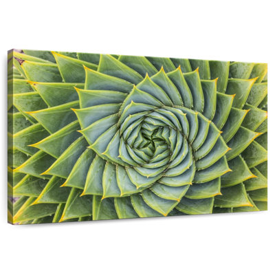 Harnek spirale succulente
