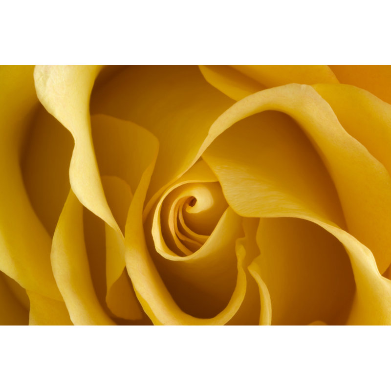 Darnestown Rosebud - Wrapped Canvas Print, 30cm H x 46cm W x 3.8cm D