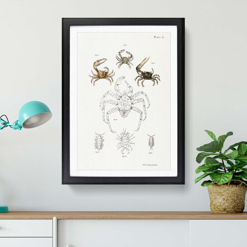 Crabs & Sea Creatures PL. 8 by J.E. De Kay - Framed Print, 36cm H x 27cm W x 2cm D, Black Framed