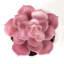 Primrue - succulente artificielle Echeveria