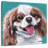 Brampt Sunny King Charles Spaniel