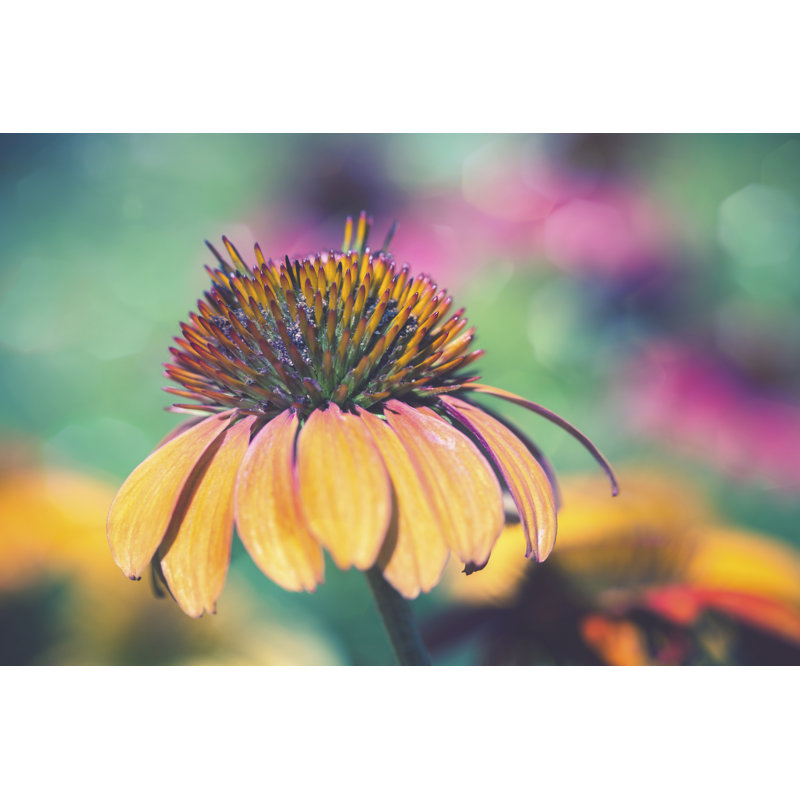 Mellow Yellows I - Wrapped Canvas Print, 20cm H x 30cm W x 3.8cm D