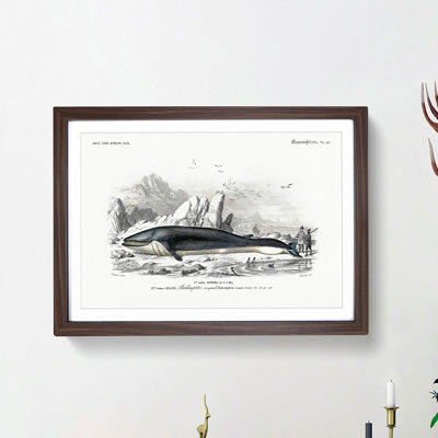 Hunted Whale by Charles dOrbigny - Framed Print