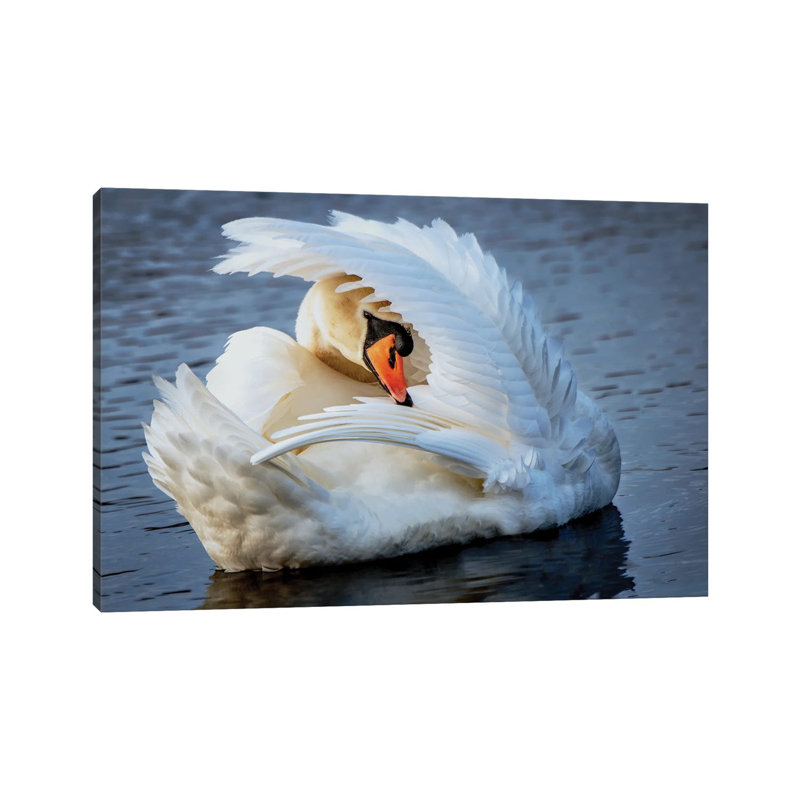 Preening by David Gardiner - Wrapped Canvas Print, 45.72cm H x 66.04cm W