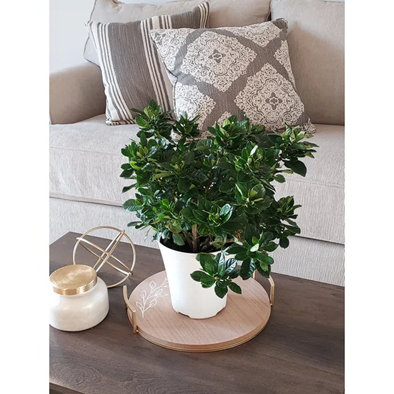 Cagle Primrue Gardenia Live Plant
