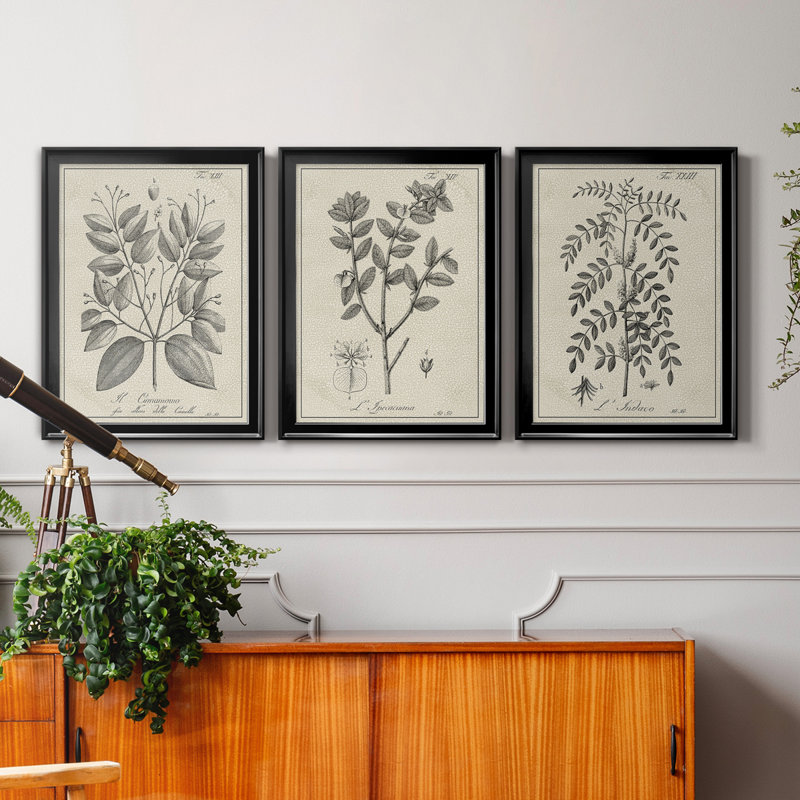 " Antique Black & White Botanical VII " 3 - Pieces Painting Print, Black Framed, 24" H x 18" W x 1" D