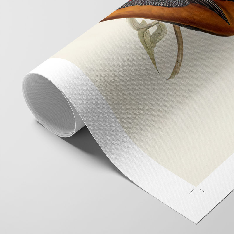 ElegantTrogonsIV - Impression sur toile seulement - NON-CADRE, H 27 po x l 18 po