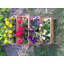 Jardin vertical en bois Rosie
