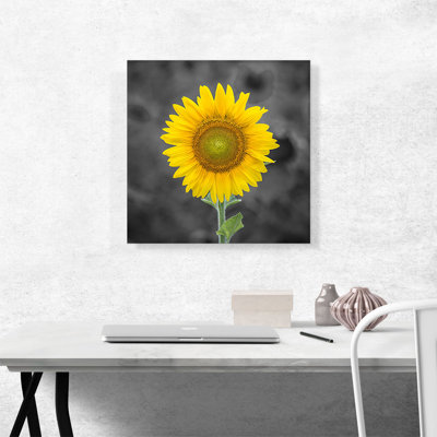 " Yellow Sunflower In Farm Field "