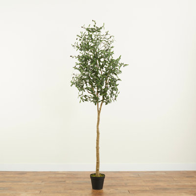 Arbre à olives 96 po en pot