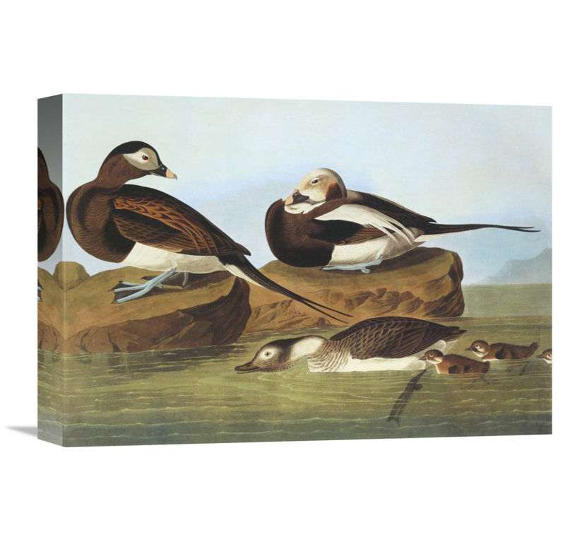 Elegant Long-Tailed Duck Canvas Wall Art with Sturdy Wood Frame