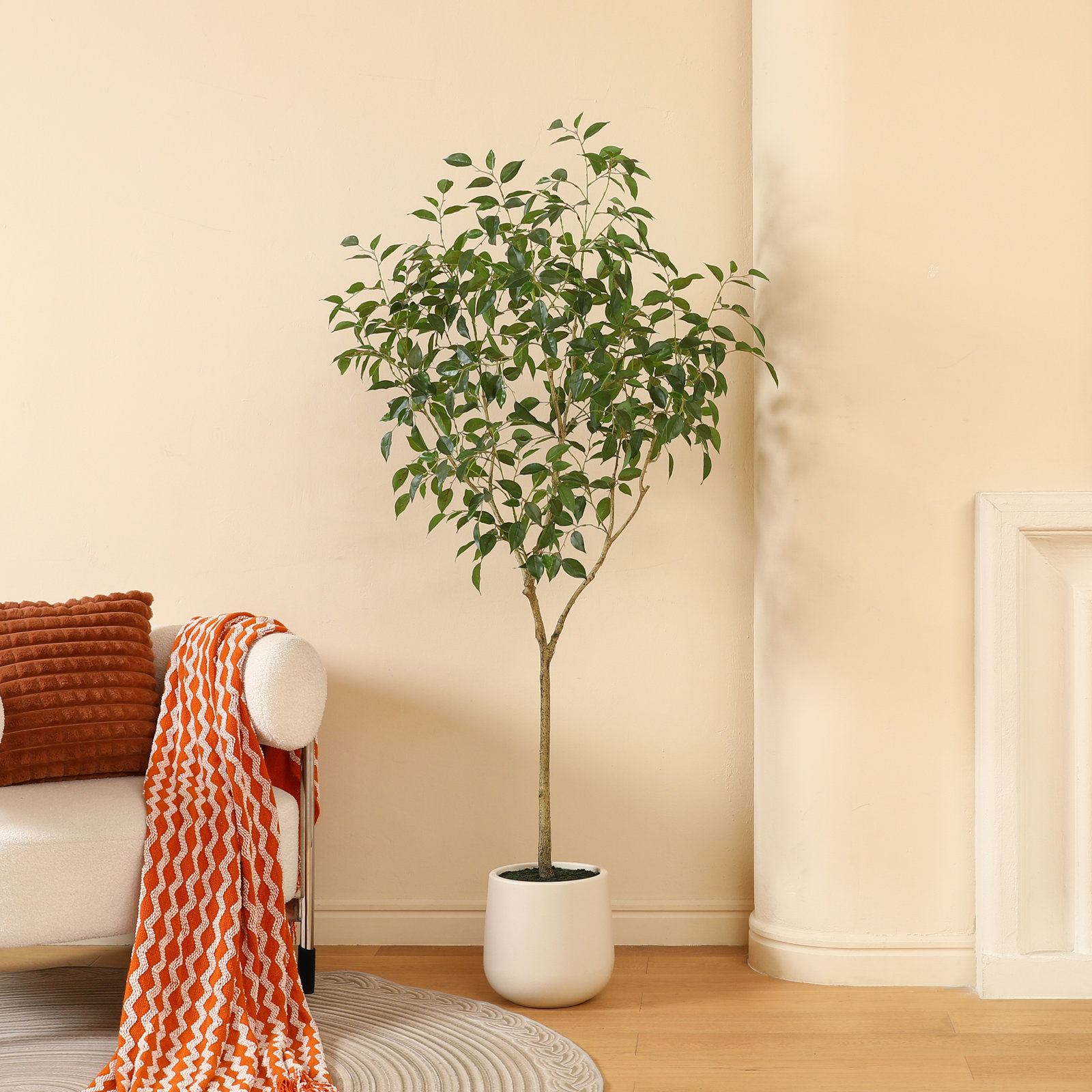 Anasta Ficus Tree in Pot, 72" H x 24" W x 24" D