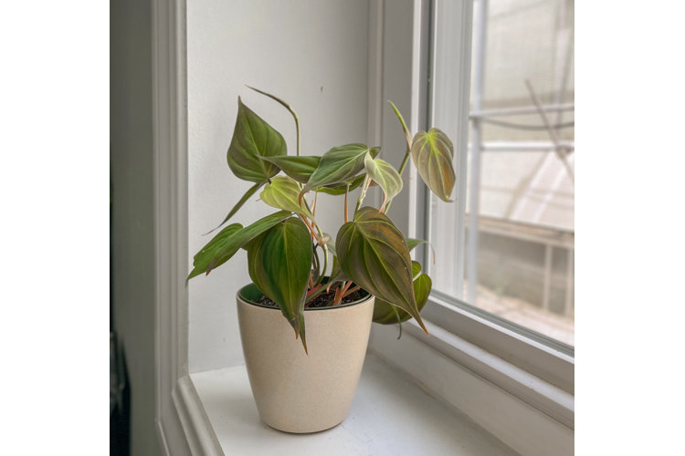 philodendron verrucosum variegata Philodendron verrucosum Fantasy – Plantamani Plants