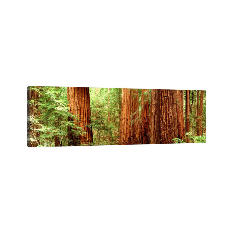 Redwoods Muir Woods CA USA - Wrapped Canvas Panoramic Print, 30.48 cm H x 91.44 cm W x 1.91 cm D