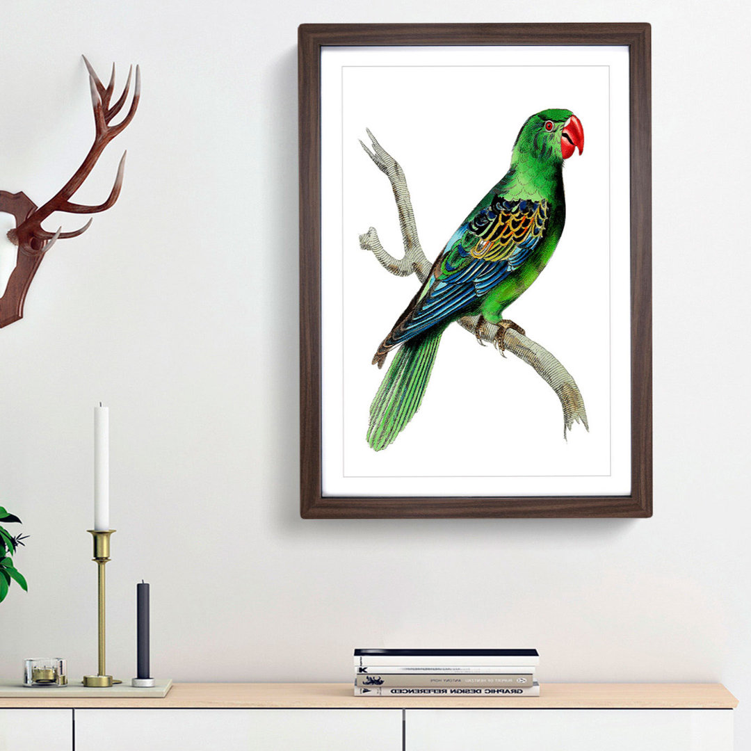 Great-Billed Parrot by George Shaw - Framed Print