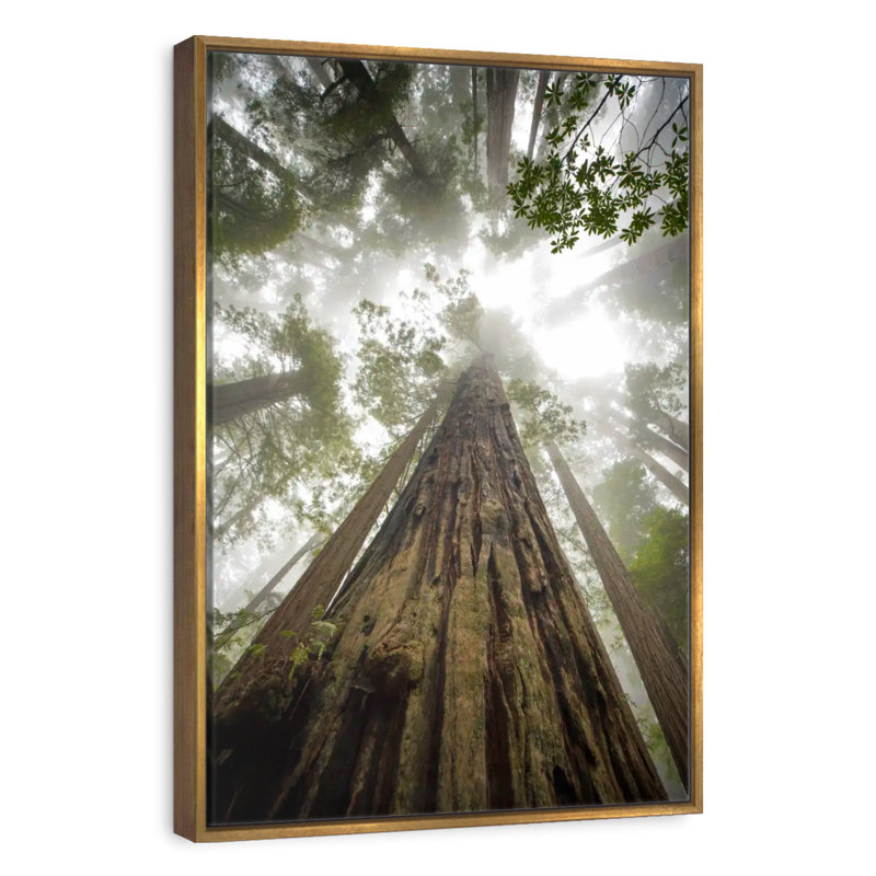 Sequoia Forest Redwoods, Floating Frame Gold, 13" x 19"