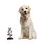 Figurine de chat Horicon Vrkasana Yoga