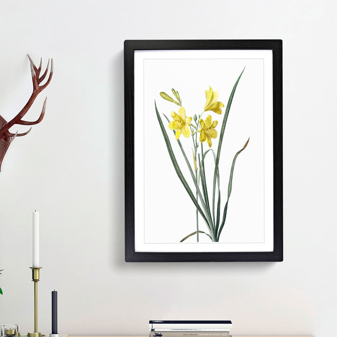 Yellow Daylily by Pierre-Joseph Redoute - Picture Frame Painting Print