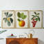 Antique Foliage & Fruit VI - Toile tendue avec châssis sur mesure - 3 pièces-1299706716-1299706717