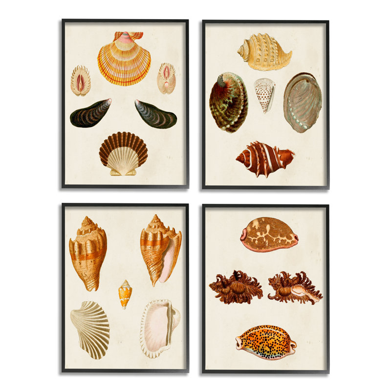 " Vintage Seashell Study Intricate Shell Patterns " by G.W. Knorr 4 - Pieces, 20" H x 16" W x 1.5" D, Black Framed