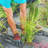 Dewitt Commercial and Home Garden Landscape Weed Block Barrier-105463616