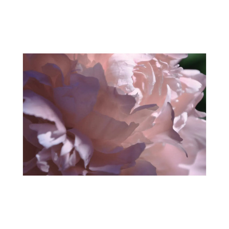 Velvet Peony I 1 Piece Wrapped Canvas Wall Art