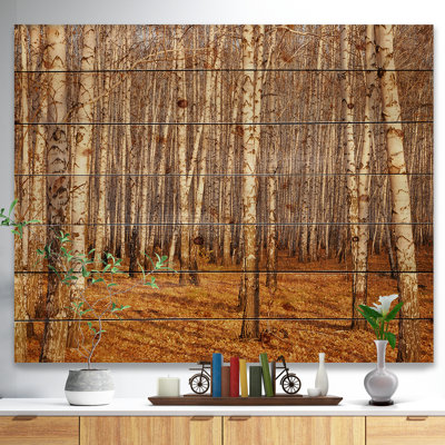 «Dense Birch Forest in the Fall», photographie
