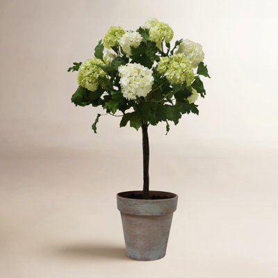 Snowball Floral Arrangement