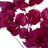 Preserved Cara Blossom Arrangement-94734864