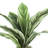 Variegated Cordyline Plant