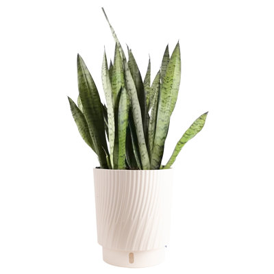 Costa Farms Sansevieria Zeylanica Snake Plant
