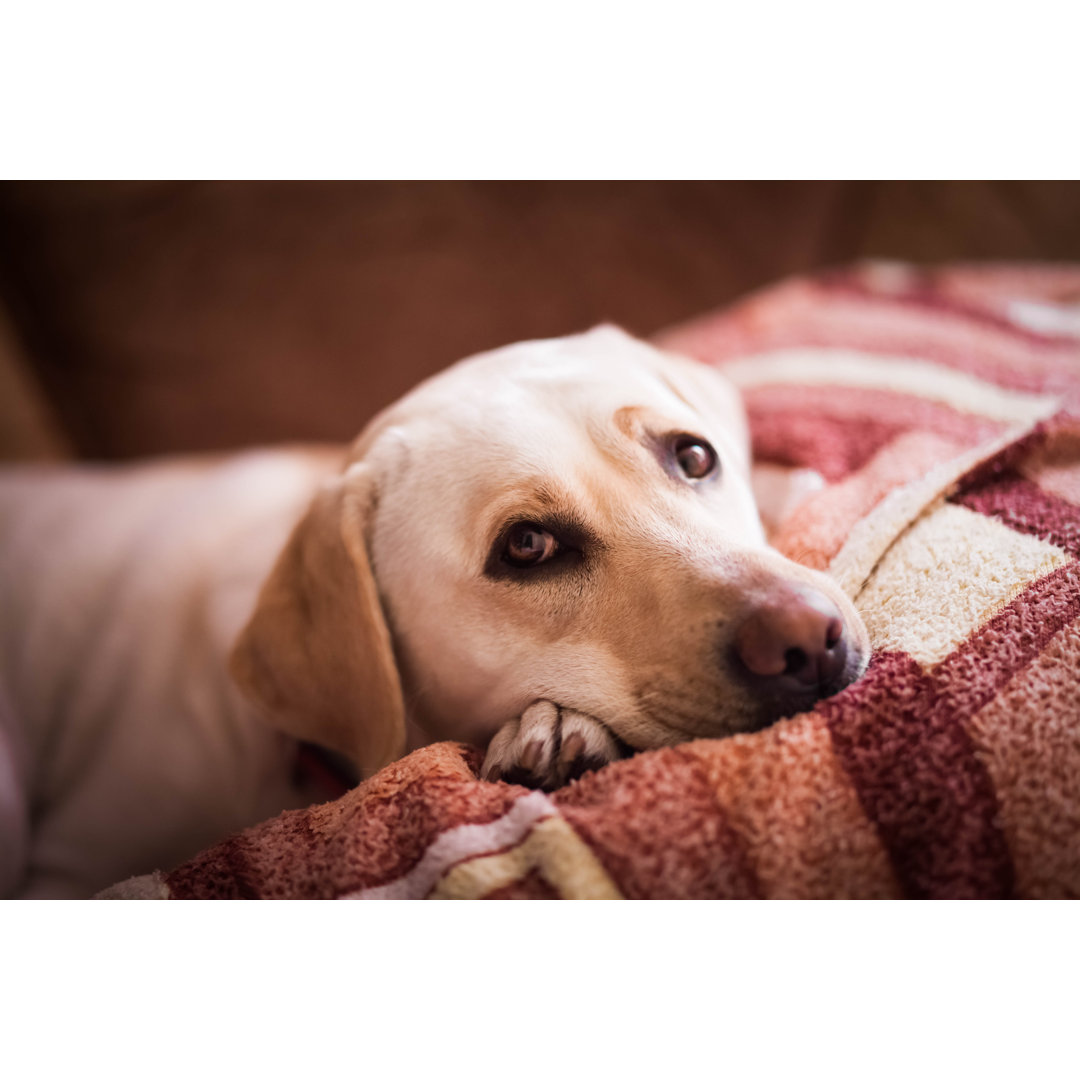 Leinwandbild Lovely Lablador auf dem Bett liegend Cute Kind Dog ruht auf der Couch