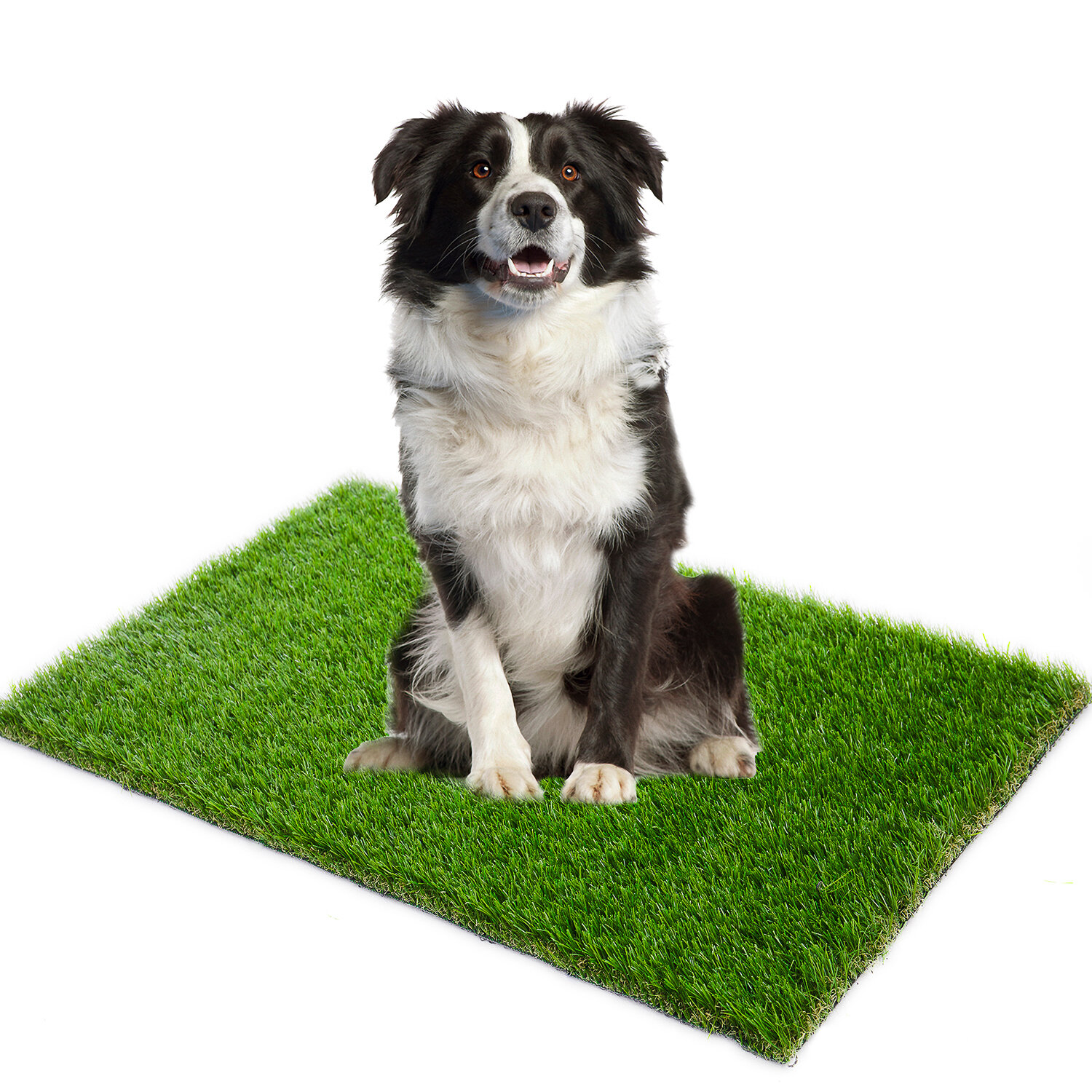 Heavy Duty Anti Skid Backing Turf Ambient Rugs Size: 12' x 12