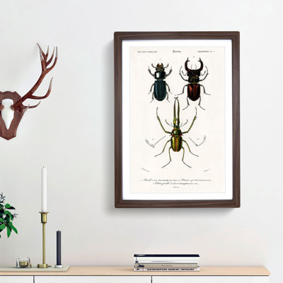 Beetle Illustrations PL.7 by Charles D'Orbigny - Single Picture Frame Print
