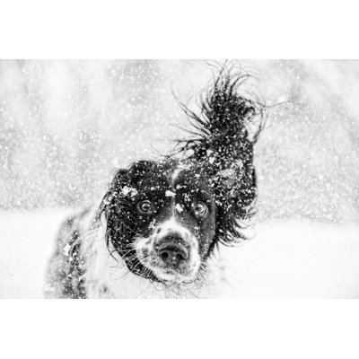Springer Spaniel Dog by Dageldog - Wrapped Canvas Print