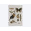« nature etudes i », reproduction sur toile-72126410-72126409
