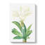 Spiderlily by Pierre-Joseph Redoute - Wrapped Canvas-55318074