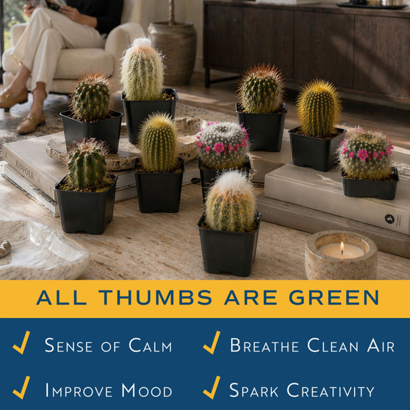 9 Live Cactus Plant in Pot Set