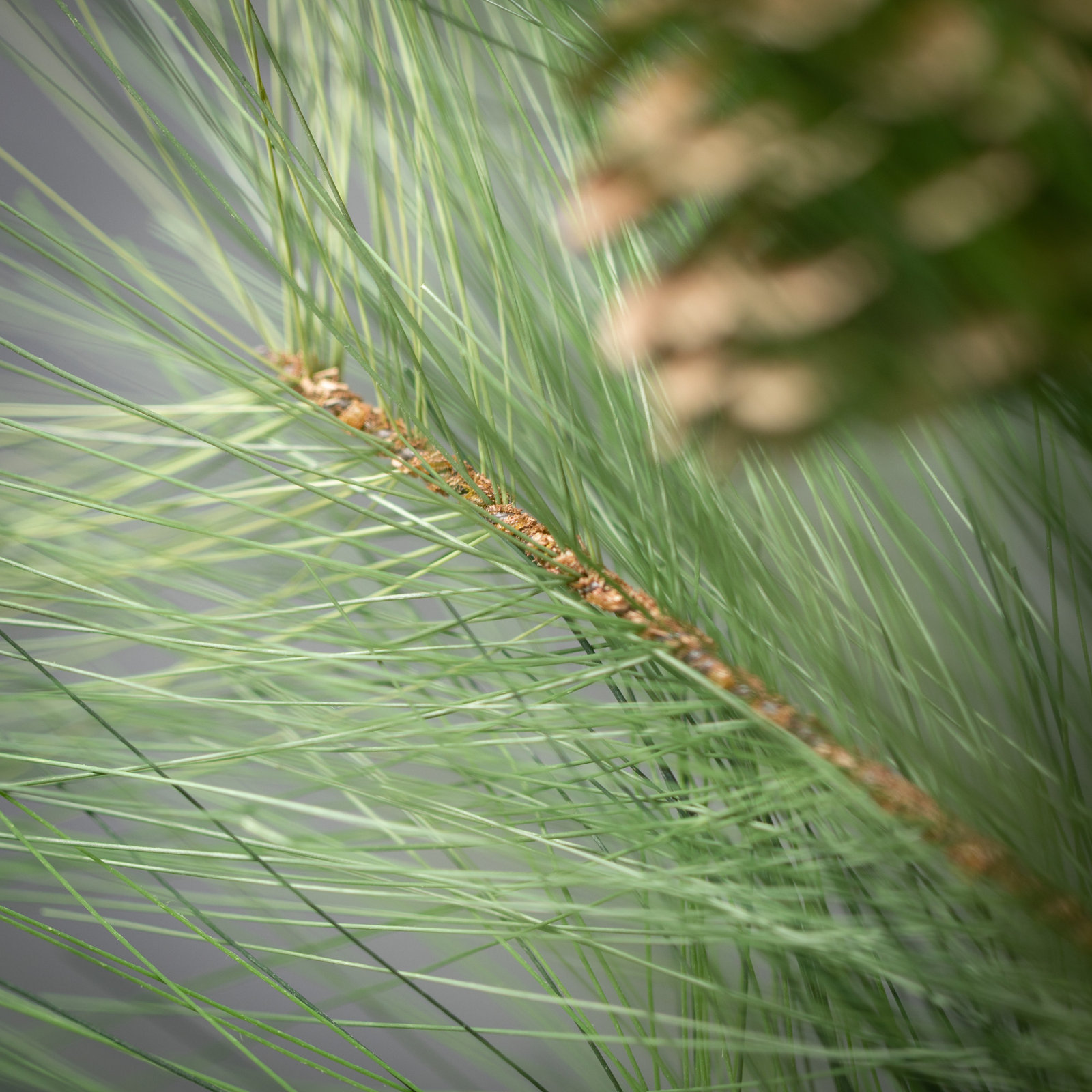 Pickens Pine Stems