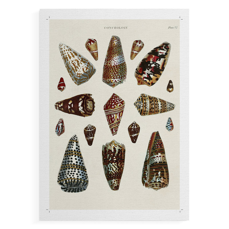 Spiral Shell Formation V - Impression sur toile seulement - NON-CADRE, H 27 po x l 18 po