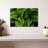Harnek Green False Hellebore-111824412