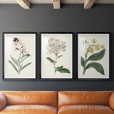 Antique Botanical Collection VII - reproduction sur mesure encadrée de qualité supérieure - 3 pièces