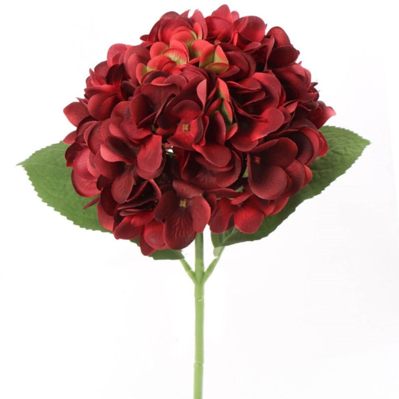 Rubio hortensia