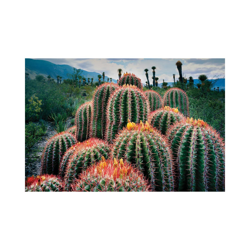 Nature Of Cacti , Chihuahuan Desert, Tamaulipas, Mexico - Wrapped Canvas Print, 66.04 cm H x 45.72 cm W