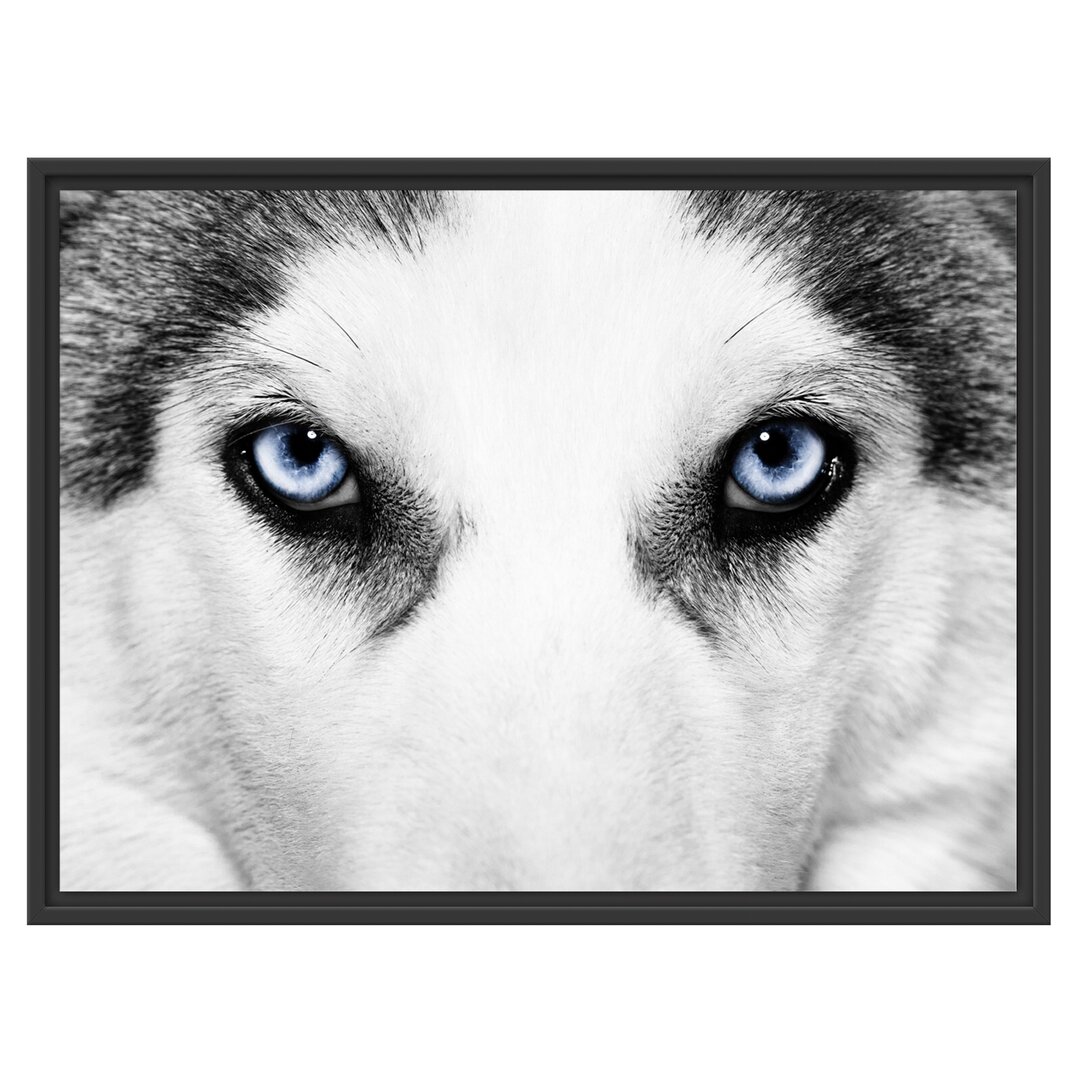 Gerahmtes Wandbild Husky mit Eisblauen Augen