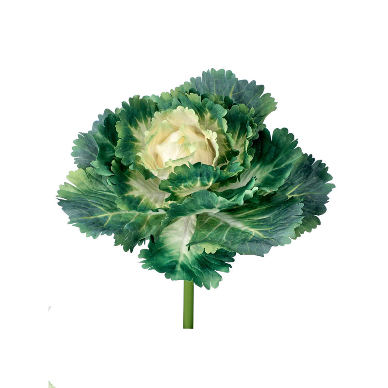 Piqûre ornementale chou frisé, Vert