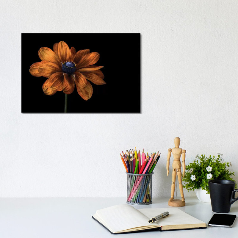Rudbeckia by Mandy Disher - Wrapped Canvas Print, 20.32 cm H x 30.48 cm W