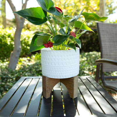 Beartree Ceramic Pot Planter