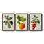 Feuillage antique et fruit VI - ensemble de 3 peintures sur toile encadrées-305686306-305686305
