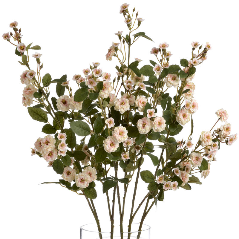 Anastasija Arrangement, Cream